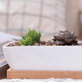 Succulent Planter-Long - Crazy Like a Daisy Boutique #