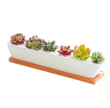 Succulent Planter-Long - Crazy Like a Daisy Boutique #